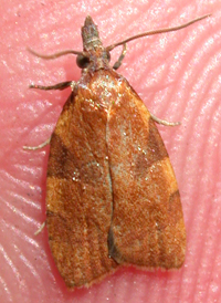 Oak Cenopis